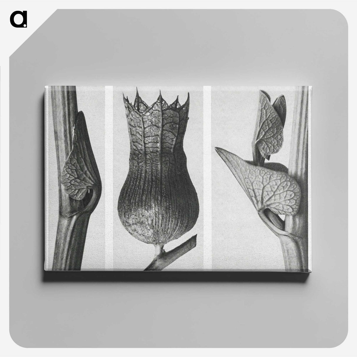 1-43_Karl-Blossfeldt_canvas