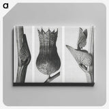 1-43_Karl-Blossfeldt_canvas