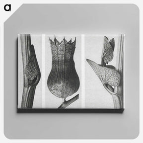 1-43_Karl-Blossfeldt_canvas