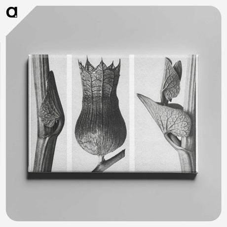 1-43_Karl-Blossfeldt_canvas