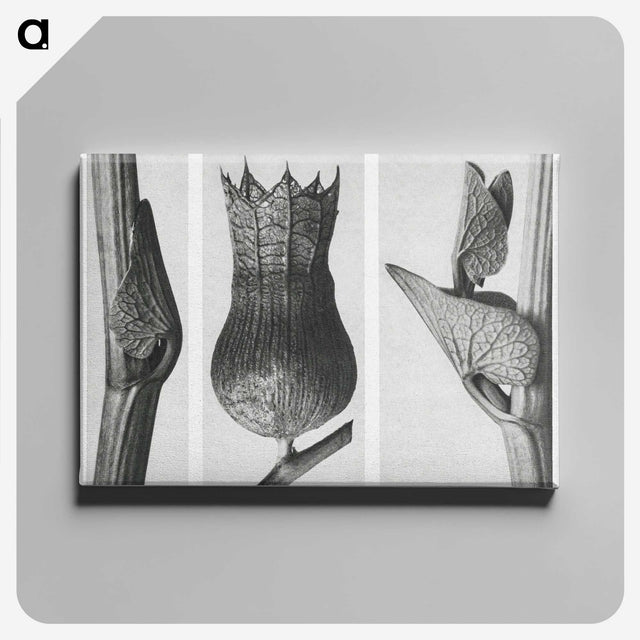 1-43_Karl-Blossfeldt_canvas