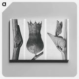 Ristolochia Clematitis (Birthwort) enlarged 8 times, Hyoscyamus Niger (Henbane) enlarged 10 times, and Aristolochia Clematitis (Birthwort) enlarged 8 times from Urformen der Kunst by . Original - カール ブロスフェルト Canvas.