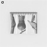1-43_Karl-Blossfeldt_memo