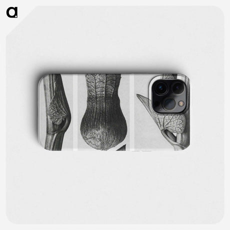 1-43_Karl-Blossfeldt_phone