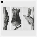 1-43_Karl-Blossfeldt_picture-crop