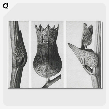 1-43_Karl-Blossfeldt_picture-crop