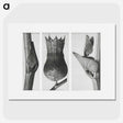 1-43_Karl-Blossfeldt_picture