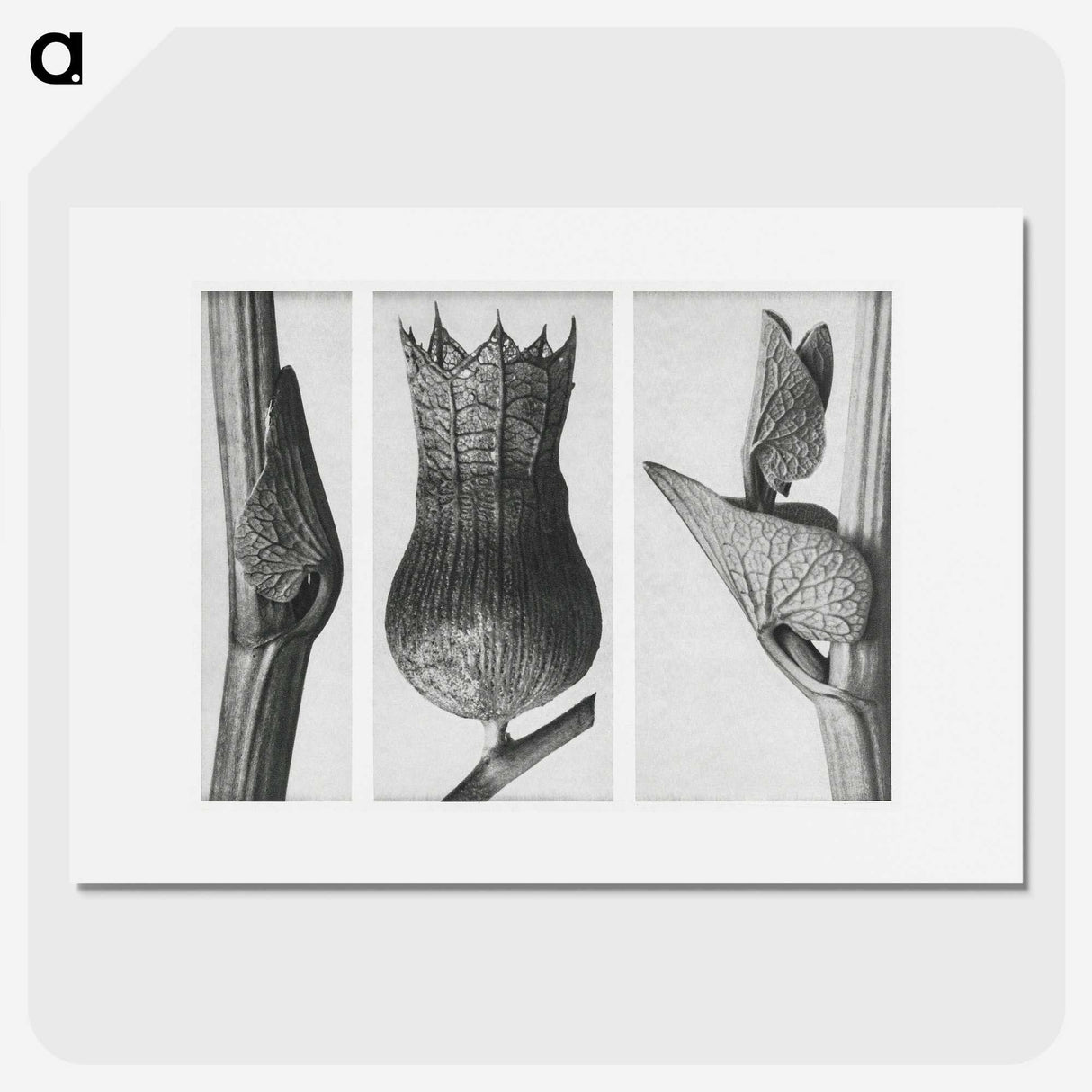 1-43_Karl-Blossfeldt_picture