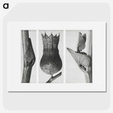 1-43_Karl-Blossfeldt_picture