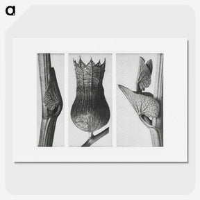 1-43_Karl-Blossfeldt_picture