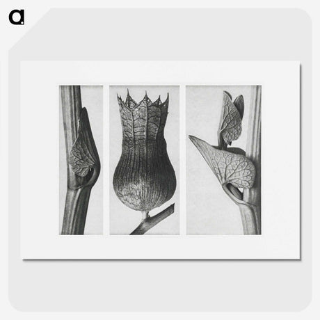 1-43_Karl-Blossfeldt_picture