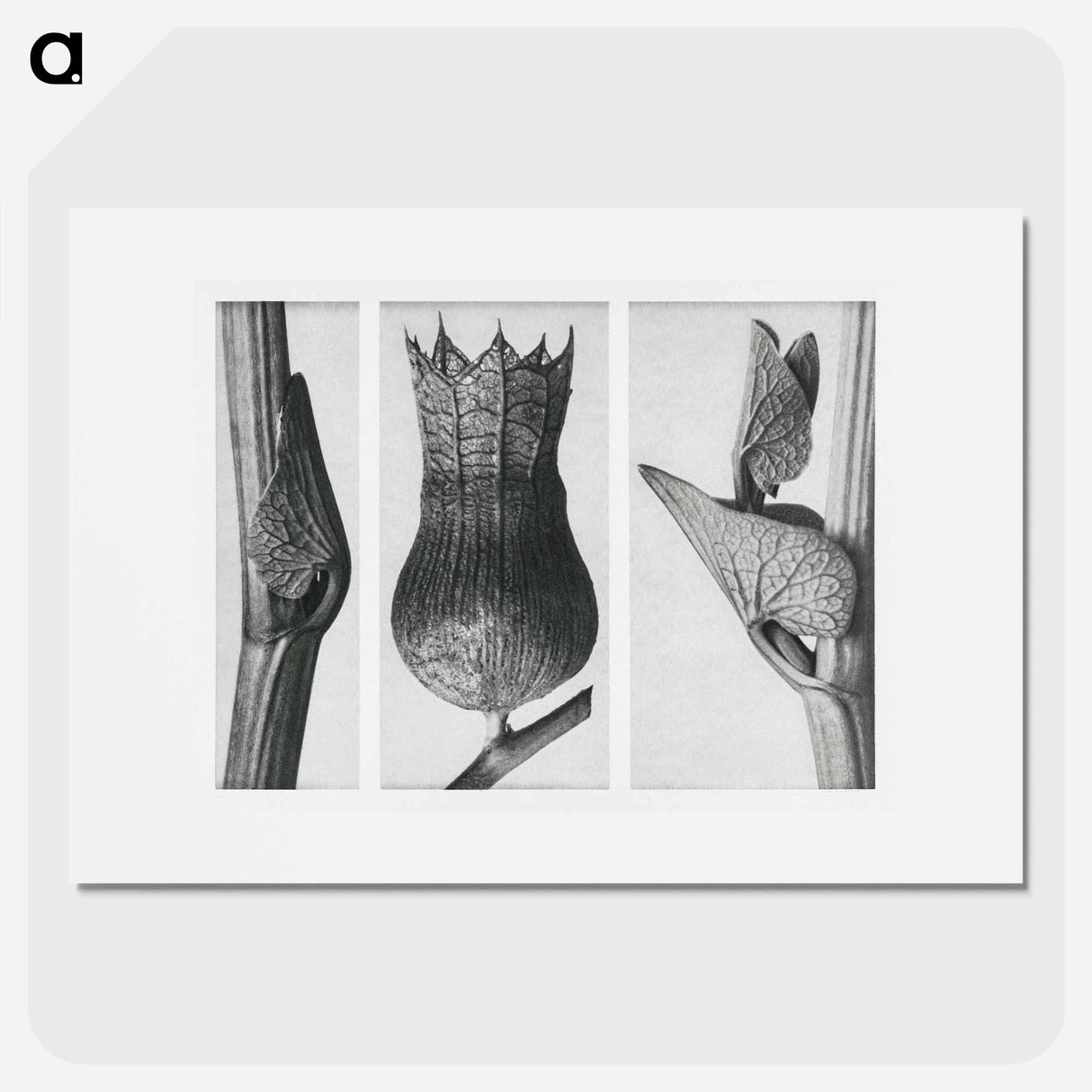 Ristolochia Clematitis (Birthwort) enlarged 8 times, Hyoscyamus Niger (Henbane) enlarged 10 times, and Aristolochia Clematitis (Birthwort) enlarged 8 times from Urformen der Kunst by . Original - Karl Blossfeldt Poster.