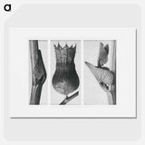 Ristolochia Clematitis (Birthwort) enlarged 8 times, Hyoscyamus Niger (Henbane) enlarged 10 times, and Aristolochia Clematitis (Birthwort) enlarged 8 times from Urformen der Kunst by . Original - Karl Blossfeldt Poster.