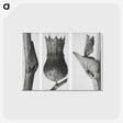 1-43_Karl-Blossfeldt_postcard