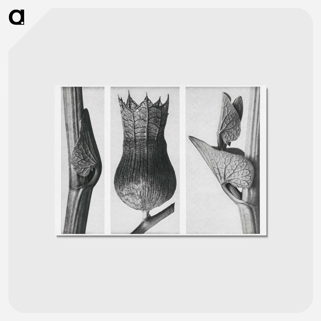 アートポストカード-Ristolochia Clematitis (Birthwort) enlarged 8 times, Hyoscyamus Niger (Henbane) enlarged 10 times, and Aristolochia Clematitis (Birthwort) enlarged 8 times from Urformen der Kunst by . Original - カール ブロスフェルト Postcard.