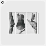 アートポストカード-Ristolochia Clematitis (Birthwort) enlarged 8 times, Hyoscyamus Niger (Henbane) enlarged 10 times, and Aristolochia Clematitis (Birthwort) enlarged 8 times from Urformen der Kunst by . Original - カール ブロスフェルト Postcard.