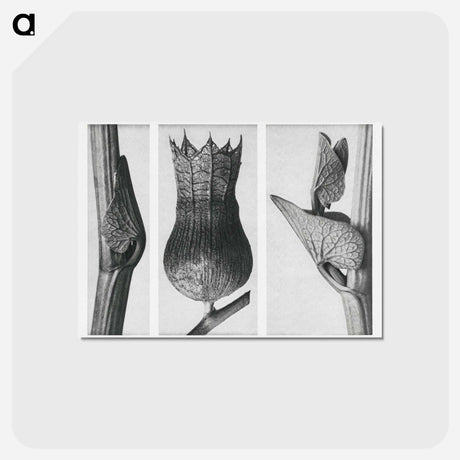 アートポストカード-Ristolochia Clematitis (Birthwort) enlarged 8 times, Hyoscyamus Niger (Henbane) enlarged 10 times, and Aristolochia Clematitis (Birthwort) enlarged 8 times from Urformen der Kunst by . Original - カール ブロスフェルト Postcard.