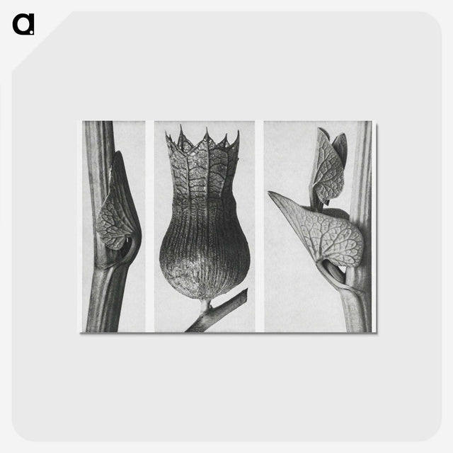 1-43_Karl-Blossfeldt_postcard