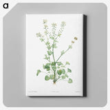 1-43_La-Botanique_canvas
