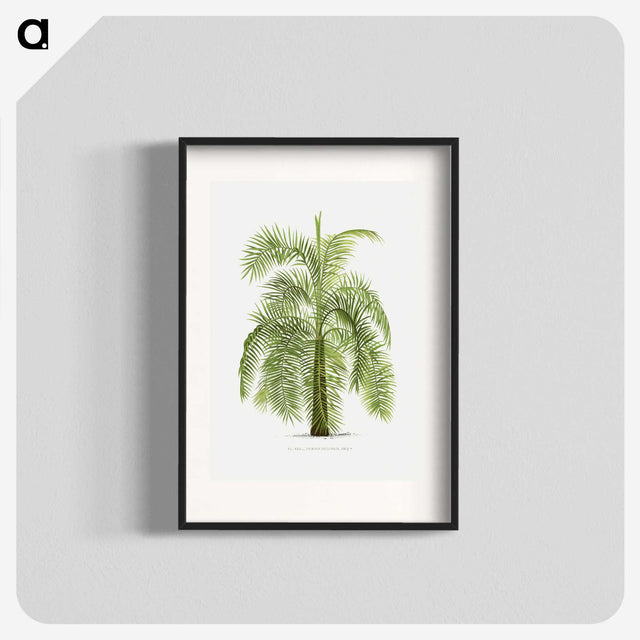 1-43_Les-Palmiers-Histoire-Iconographique_blk
