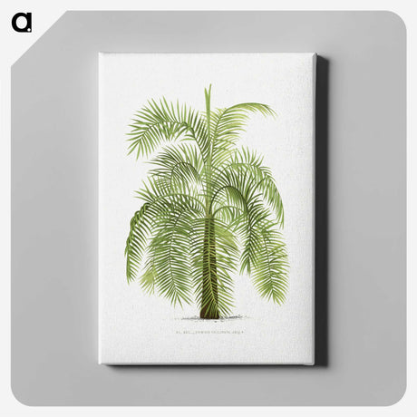 1-43_Les-Palmiers-Histoire-Iconographique_canvas
