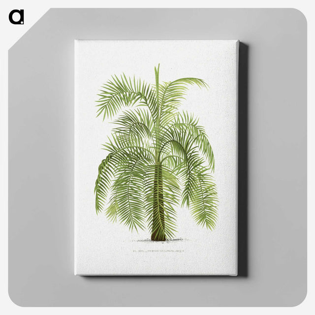 1-43_Les-Palmiers-Histoire-Iconographique_canvas