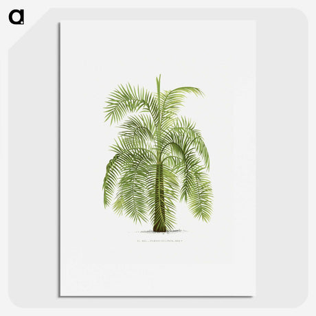 1-43_Les-Palmiers-Histoire-Iconographique_picture