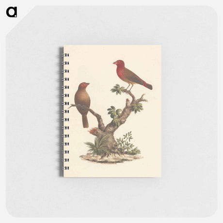 アートメモ帳-Red-billed Firefinch
 - ルイージ バルガーニ Memo.