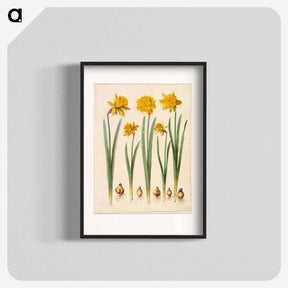 アートポスター-Narcissus pseudonarcissus
 - マリア ジビーラ メーリアン Poster.