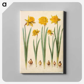 1-43_Maria-Sibylla-Merian_canvas