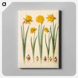 アートパネル-Narcissus pseudonarcissus
 - マリア ジビーラ メーリアン Canvas.