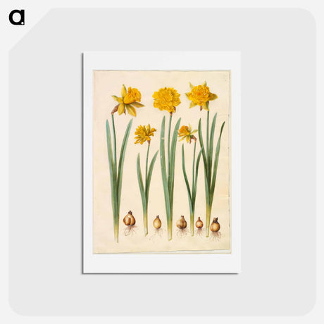 アートポストカード-Narcissus pseudonarcissus
 - マリア ジビーラ メーリアン Postcard.