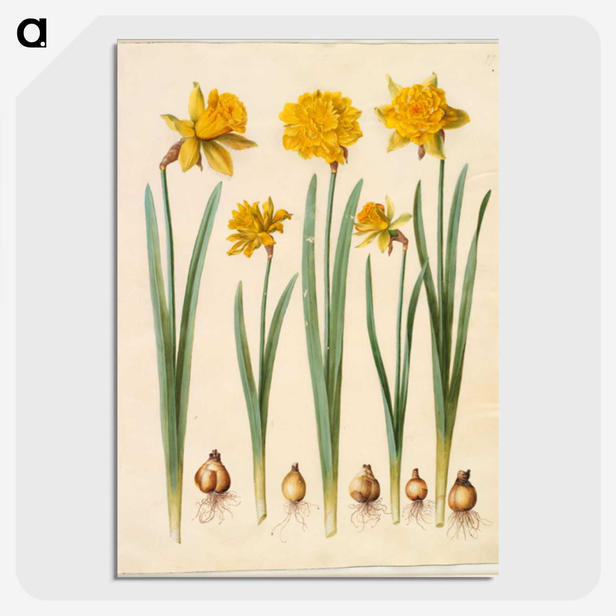 1-43_Maria-Sibylla-Merian_picture-crop