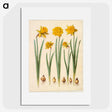 1-43_Maria-Sibylla-Merian_picture