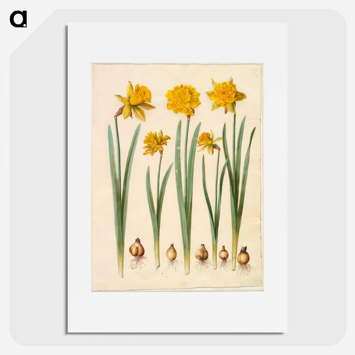 1-43_Maria-Sibylla-Merian_picture