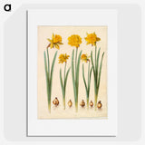 1-43_Maria-Sibylla-Merian_picture