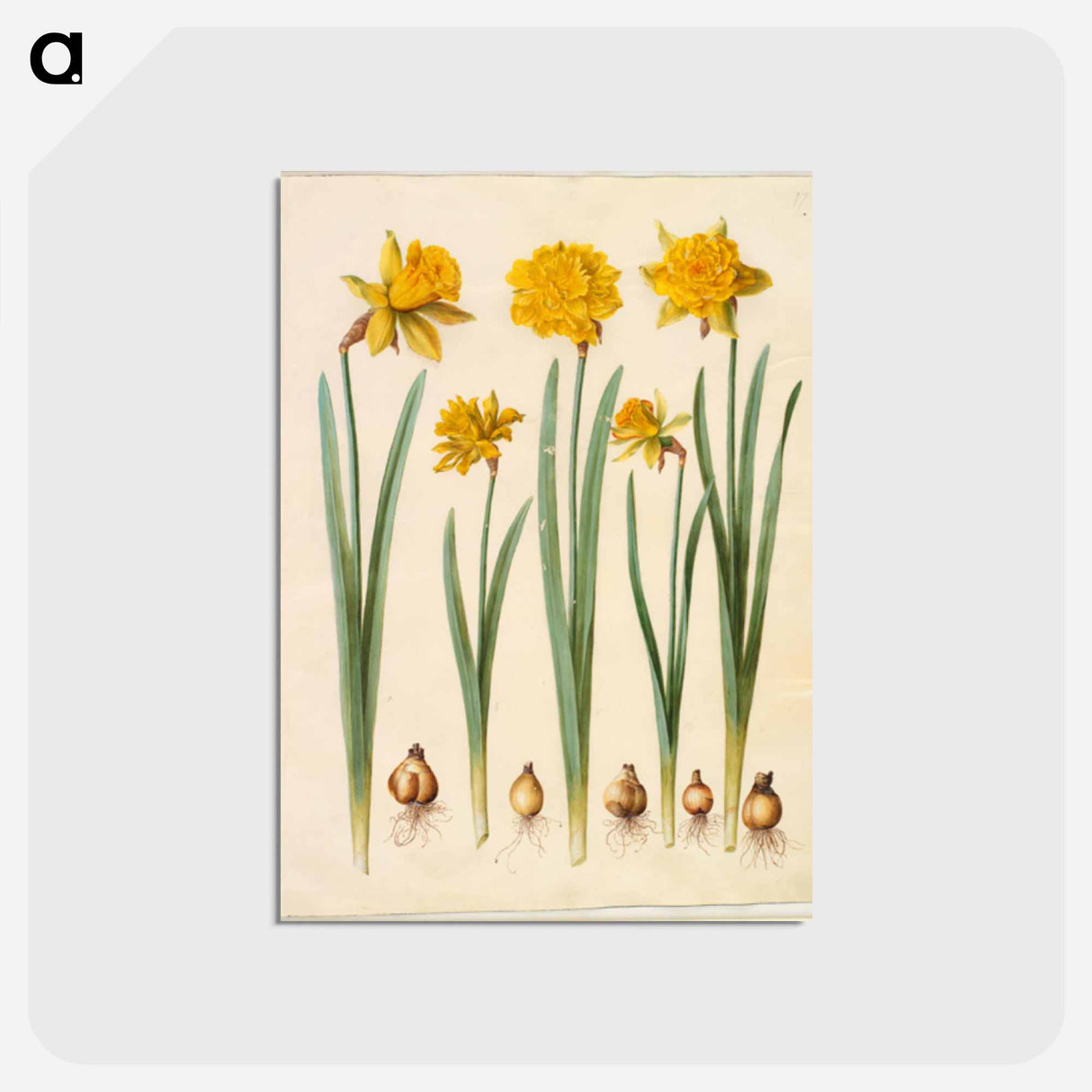 アートポストカード-Narcissus pseudonarcissus
 - マリア ジビーラ メーリアン Postcard.