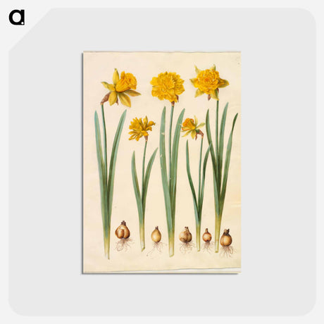 アートポストカード-Narcissus pseudonarcissus
 - マリア ジビーラ メーリアン Postcard.