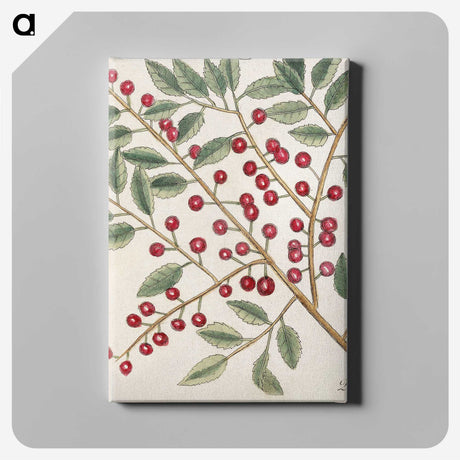 1-43_Mark-Catesby_canvas