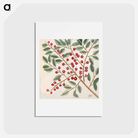 アートポストカード-Carolina Flora
 - マーク ケイツビー Postcard.