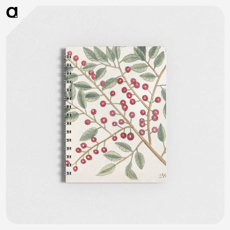1-43_Mark-Catesby_memo