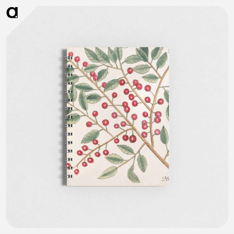 アートメモ帳-Carolina Flora
 - マーク ケイツビー Memo.