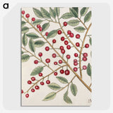 1-43_Mark-Catesby_picture-crop
