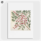 1-43_Mark-Catesby_picture
