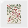 1-43_Mark-Catesby_postcard