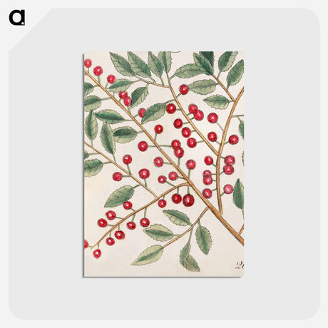 アートポストカード-Carolina Flora
 - マーク ケイツビー Postcard.