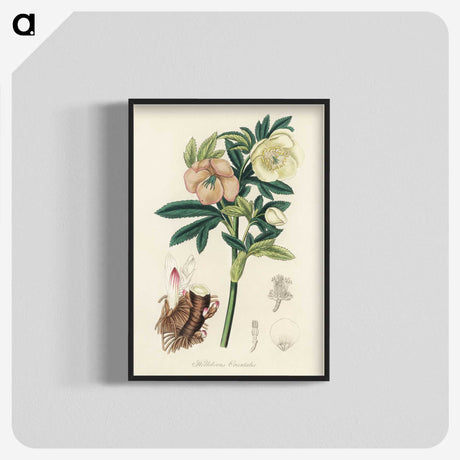 1-43_Medical-Botany_blk-crop