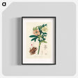 アートポスター-Helleborus orientalis Illustration
 - 薬用植物学 Poster.