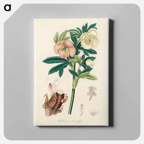 アートパネル-Helleborus orientalis Illustration
 - 薬用植物学 Canvas.
