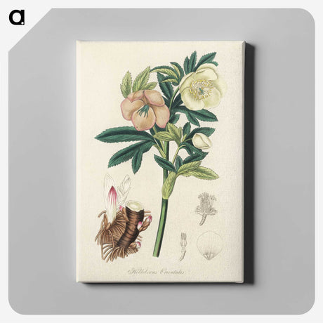 1-43_Medical-Botany_canvas